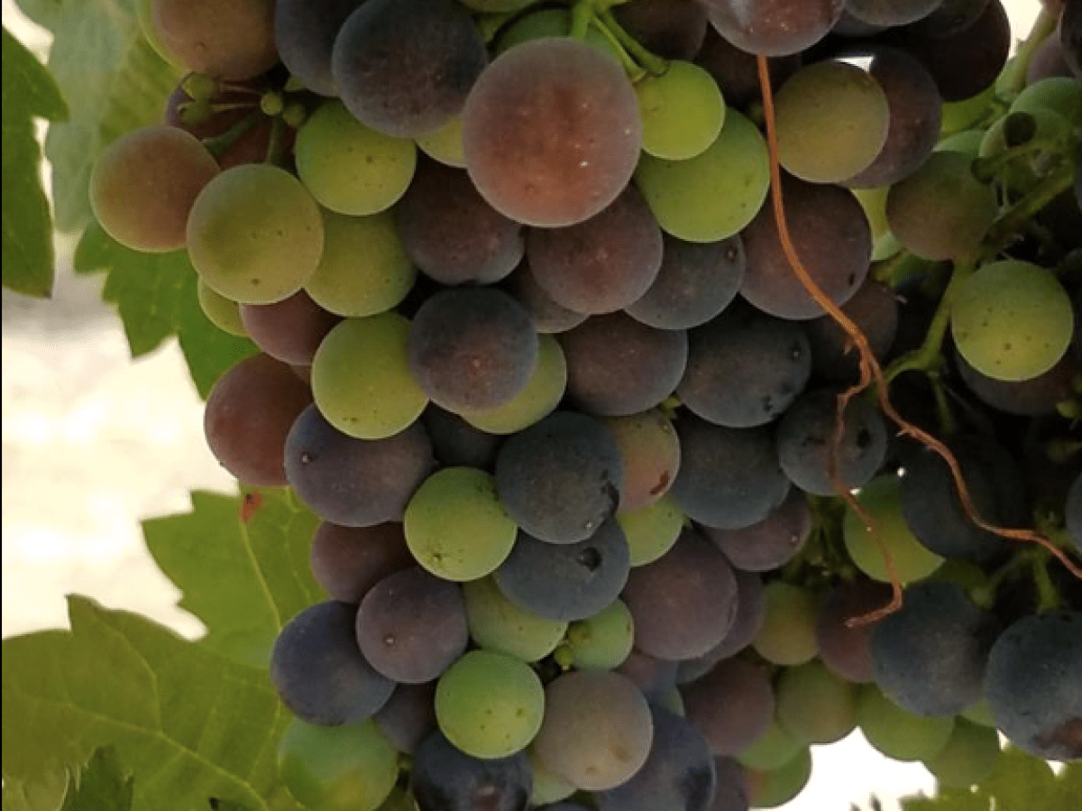 San Diego grapes for winemaking