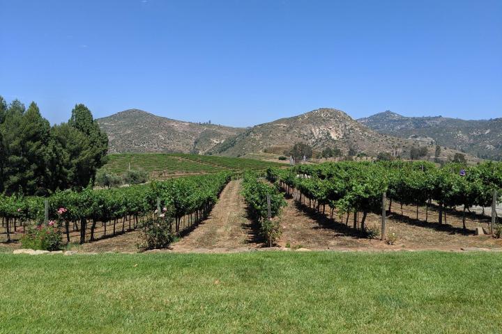 a large green field with a mountain in the background